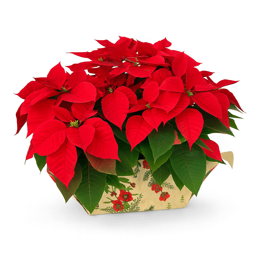 Centro de Flor de Pascua